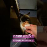 【高級お取り寄せスイーツ】 #猫 #ねこ #ペット #cat #癒し #マンチカン #スイーツ #猫動画