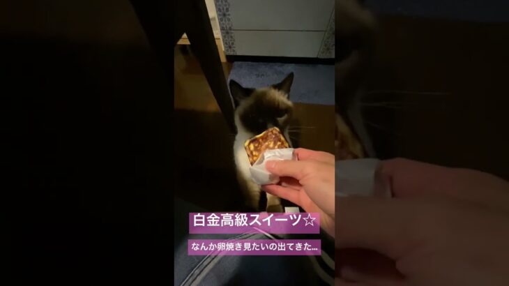 【高級お取り寄せスイーツ】 #猫 #ねこ #ペット #cat #癒し #マンチカン #スイーツ #猫動画