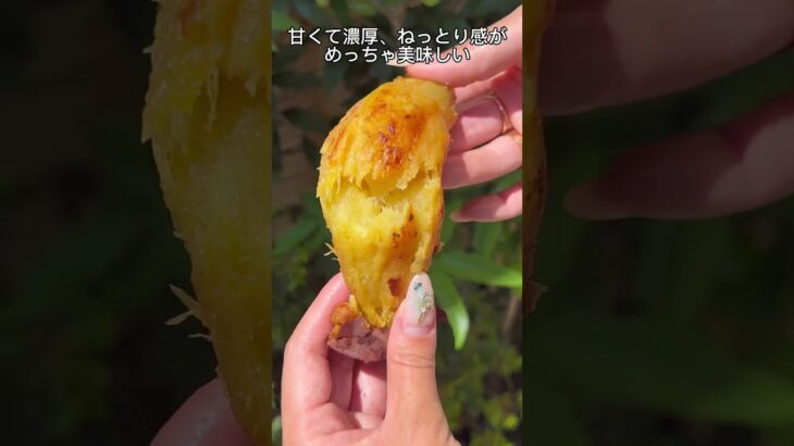 お取り寄せ【日本一甘い⁈最高糖度47度の蔵出し焼き芋🍠】