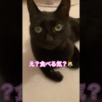 【猫動画】#黒猫#セブンイレブンスイーツ #ハロウィン #期間限定 #ココちゃん#ニャチュラルライフ