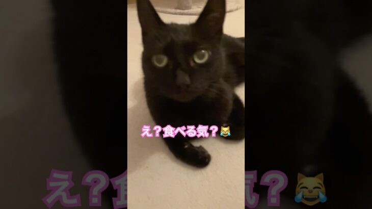 【猫動画】#黒猫#セブンイレブンスイーツ #ハロウィン #期間限定 #ココちゃん#ニャチュラルライフ