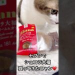 ショコラ大福！#大福 #ショコラ #スイーツ #デザート #チョコレート #お餅 #コンビニ #猫のいる暮らし #猫